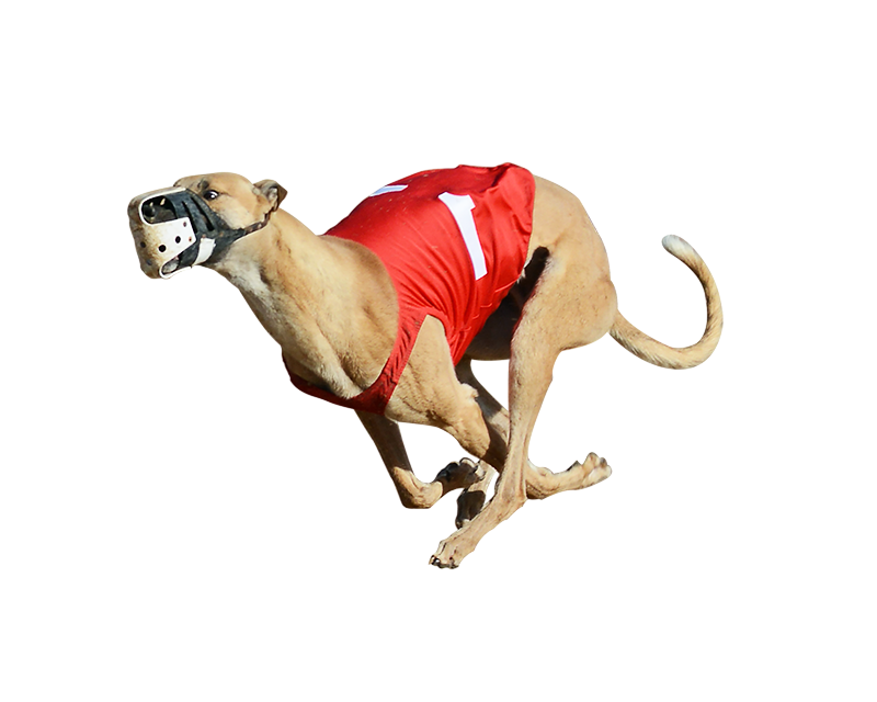 Greyhound